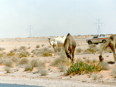 Wüste-Kamele-5.jpg